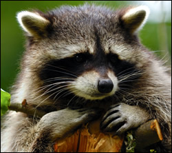 Bloomingdale raccoon removal